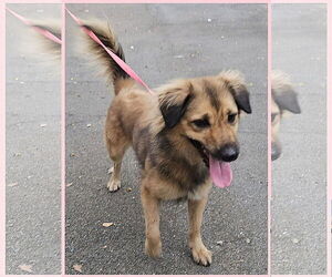 Retriever -Unknown Mix Dogs for adoption in Virginia Beach, VA, USA