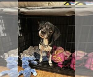 Beagle-Unknown Mix Dogs for adoption in La Mesa, CA, USA