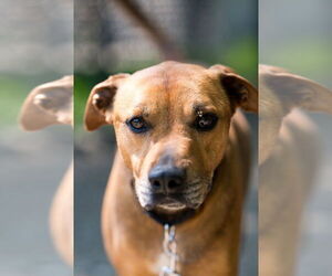 Mutt Dogs for adoption in Elmsford, NY, USA