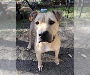 Plott Hound Dogs for adoption in Calverton, NY, USA