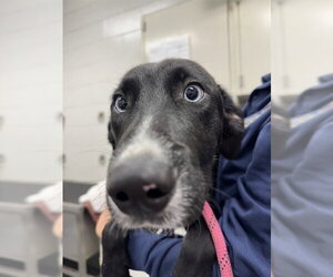 Siberian Husky-Unknown Mix Dogs for adoption in Peoria, IL, USA