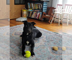 Labrador Retriever-Unknown Mix Dogs for adoption in Doylestown, PA, USA