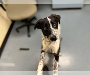 Mutt Dogs for adoption in Denver, CO, USA