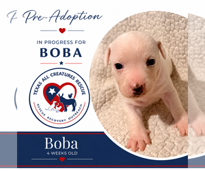 Rat-Cha Dogs for adoption in Lillian, TX, USA