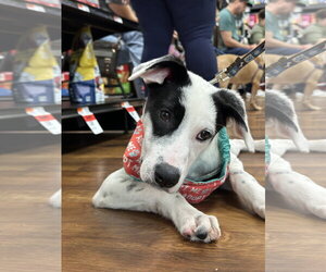 Mutt Dogs for adoption in Germantown, OH, USA
