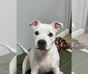 Bulloxer Dogs for adoption in Bolivar, MO, USA