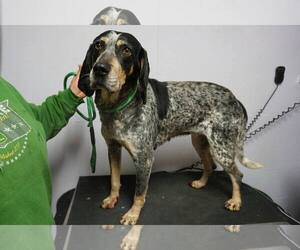 Medium Photo #1 Bluetick Coonhound Puppy For Sale in Newport, KY, USA