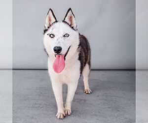 - Mix Dogs for adoption in Pasadena, CA, USA
