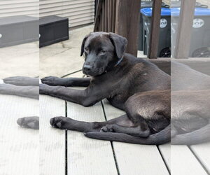 Mutt Dogs for adoption in Germantown, OH, USA