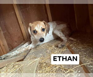 Beagle-Unknown Mix Dogs for adoption in Richmond, IN, USA