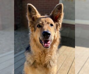 German Shepherd Dog Dogs for adoption in Matawan, NJ, USA