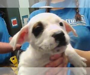 German Shepherd Dog-Unknown Mix Dogs for adoption in Tulsa, OK, USA