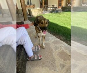 Great Pyrenees-Unknown Mix Dogs for adoption in San Angelo, TX, USA