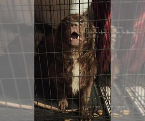 American Staffordshire Terrier-Unknown Mix Dogs for adoption in San Antonio, TX, USA