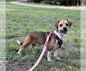 Beagle-Chihuahua Mix Dogs for adoption in Euless, TX, USA