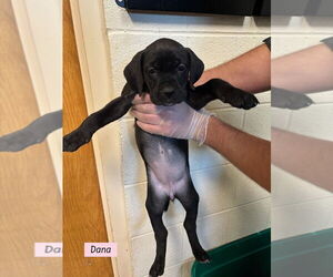 Boweimar Dogs for adoption in Brewster, NY, USA