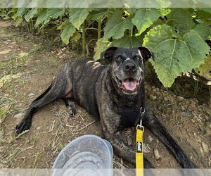 American Staffordshire Terrier-Unknown Mix Dogs for adoption in Raleigh, NC, USA
