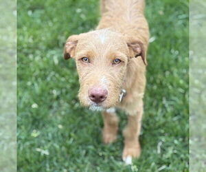 Mutt Dogs for adoption in Mundelein, IL, USA