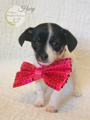 Medium Photo #2 Chihuahua Puppy For Sale in Benton, LA, USA