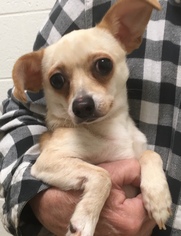 Chiweenie Dogs for adoption in Pottstown, PA, USA