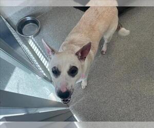 Labrador Retriever-Unknown Mix Dogs for adoption in Fort Collins, CO, USA