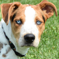 Australian Shepherd Dogs for adoption in Huntley, IL, USA