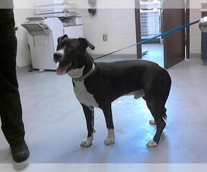 American Bulldog Dogs for adoption in Fayetteville, NC, USA