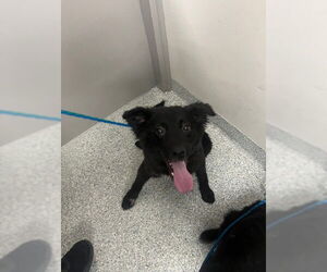 Border Collie-Unknown Mix Dogs for adoption in Pasadena, TX, USA