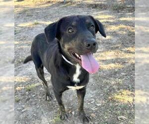 Basset Hound-Plott Hound Mix Dogs for adoption in Conroe, TX, USA