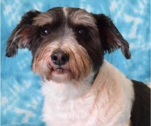 Havanese Dogs for adoption in Eureka, CA, USA
