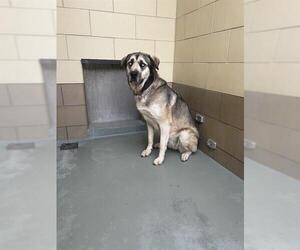 Siberian Husky-Unknown Mix Dogs for adoption in Riverside, CA, USA