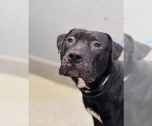 Mutt Dogs for adoption in Las Vegas, NV, USA