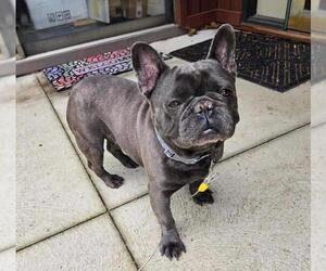 French Bulldog Dogs for adoption in Rootstown, OH, USA