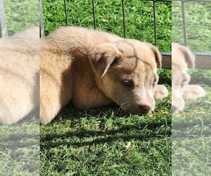 American Eskimo Dog-Labrador Retriever Mix Dogs for adoption in garner, NC, USA