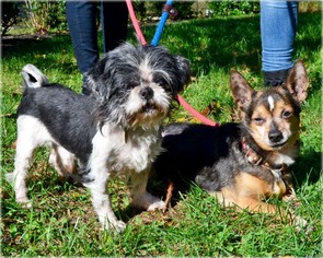 Shih Tzu Dogs for adoption in Huntington, NY, USA