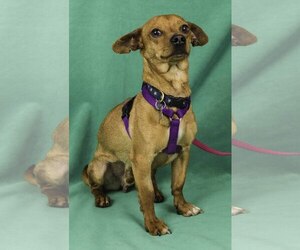 Pembroke Welsh Corgi-Unknown Mix Dogs for adoption in Davis, CA, USA
