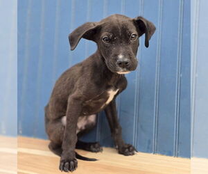 Labrador Retriever-Unknown Mix Dogs for adoption in Lakewood, CO, USA