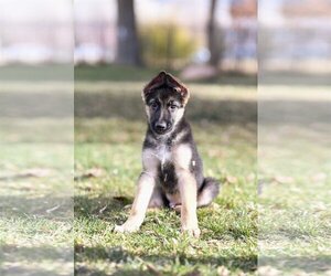 German Shepherd Dog Dogs for adoption in Sandy, UT, USA