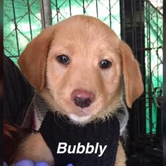 Medium Photo #1 Labrador Retriever Puppy For Sale in Pembroke, GA, USA
