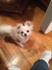 Chihuahua Dogs for adoption in Elmsford, NY, USA