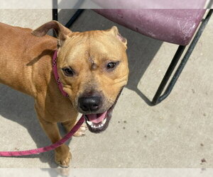 Staffordshire Bull Terrier-Unknown Mix Dogs for adoption in Tulsa, OK, USA