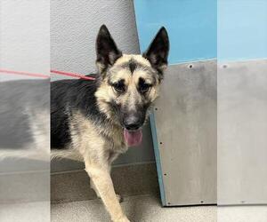 German Shepherd Dog-Unknown Mix Dogs for adoption in Las Vegas, NV, USA