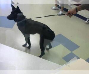 German Shepherd Dog Dogs for adoption in Fort Wayne, IN, USA