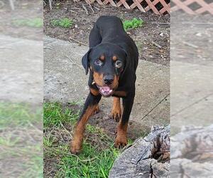 Rottweiler-Unknown Mix Dogs for adoption in San Antonio, TX, USA