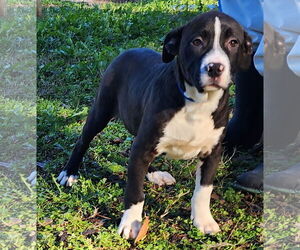 American Pit Bull Terrier-Unknown Mix Dogs for adoption in Wetumpka, AL, USA