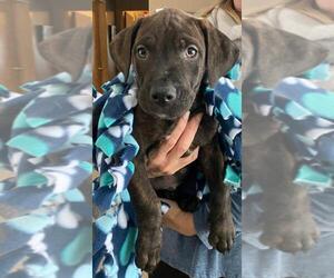 Doberman Pinscher Dogs for adoption in Clarkston, MI, USA