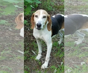 Treeing Walker Coonhound Dogs for adoption in Social Circle, GA, USA