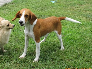 Small Beagle Mix