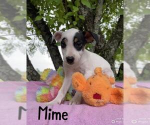 Mutt Dogs for adoption in Park Falls, WI, USA