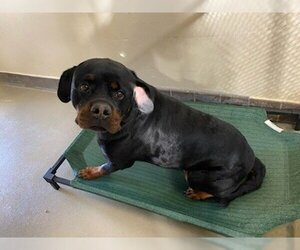 Rottweiler Dogs for adoption in Sanford, FL, USA